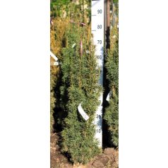Oszlopos tiszafa Taxus baccata Fastigiata Robusta Fl 80/100