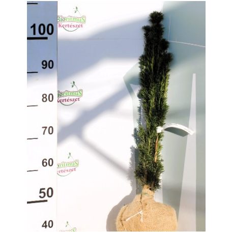 Oszlopos tiszafa Taxus baccata Fastigiata Robusta Fl 80/100
