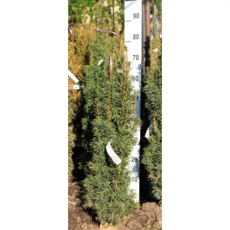 Oszlopos tiszafa Taxus baccata Fastigiata Robusta Fl 80/100