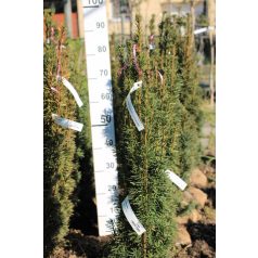 Oszlopos tiszafa Taxus baccata Fastigiata Robusta Fl 80/100
