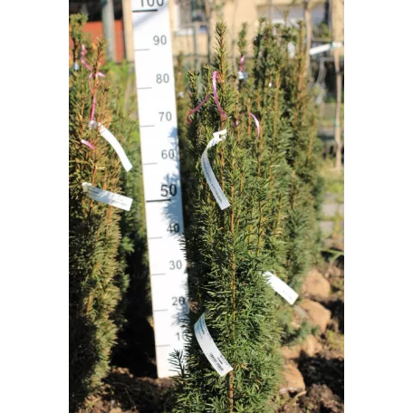 Oszlopos tiszafa Taxus baccata Fastigiata Robusta Fl 80/100