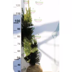 Oszlopos tiszafa (termős) Taxus media Hicksii Fl 100/125