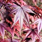 Bordó levelű japán juhar Acer palmatum Bloodgood 50-60 cm