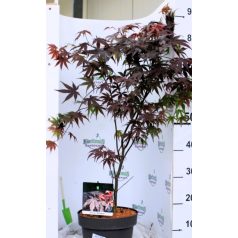 Bordó levelű japán juhar Acer palmatum Bloodgood 50-60 cm