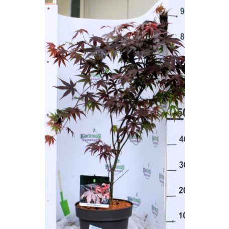 Bordó levelű japán juhar Acer palmatum Bloodgood 50-60 cm