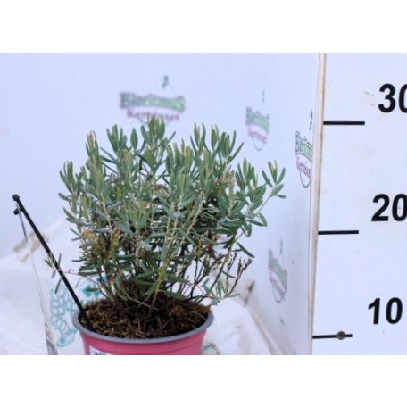Tőzegrozmaring Andromeda polifolia Blue Ice 35 cm