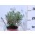 Tőzegrozmaring Andromeda polifolia Blue Ice 35 cm