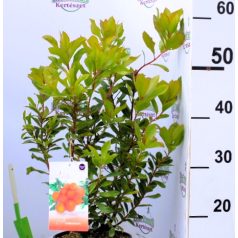Nyugati szamócafa Arbutus unedo 30-40 cm