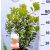 Nyugati szamócafa Arbutus unedo 30-40 cm