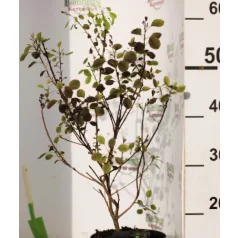 Bordó levelű cserszömörce Cotinus Dusky Maiden 30-40 cm