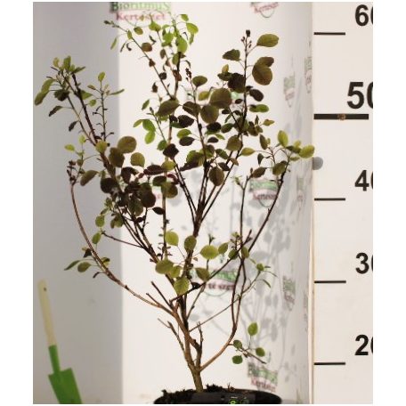 Bordó levelű cserszömörce Cotinus Dusky Maiden 30-40 cm
