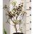 Bordó levelű cserszömörce Cotinus Dusky Maiden 30-40 cm