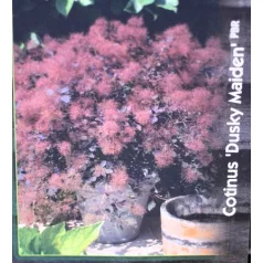 Bordó levelű cserszömörce Cotinus Dusky Maiden 30-40 cm