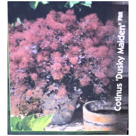 Bordó levelű cserszömörce Cotinus Dusky Maiden 30-40 cm