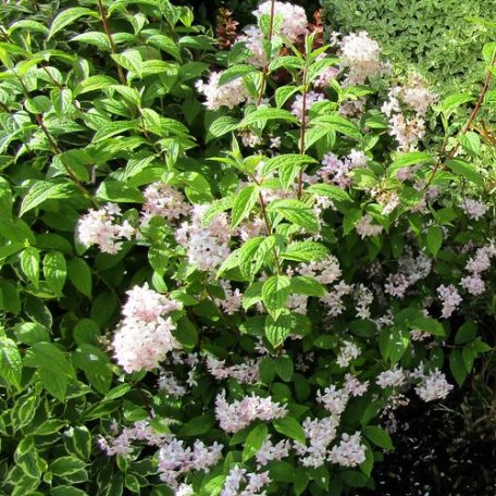 Rózsaszín virágú gyöngyvirágcserje Deutzia hybrida Mont Rose 30-40 cm