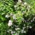 Rózsaszín virágú gyöngyvirágcserje Deutzia hybrida Mont Rose 30-40 cm