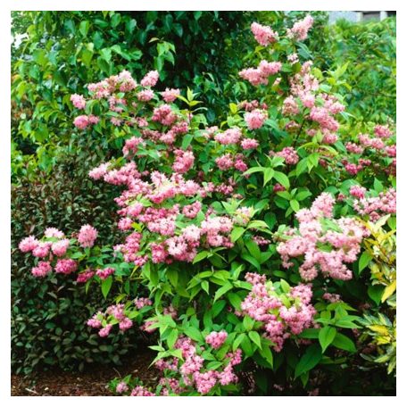 Gyöngyvirágcserje Deutzia hybrida Tourbillon Rouge 30-40 c