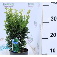   Kislevelű japán kecskerágó Euonymus japonicus Microphyllus 15-20 cm