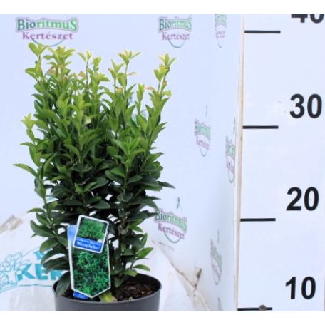 Kislevelű japán kecskerágó Euonymus japonicus Microphyllus 15-20 cm