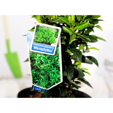 Kislevelű japán kecskerágó Euonymus japonicus Microphyllus 15-20 cm