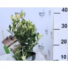 Japán kecskerágó Euonymus japonicus Pierrolino 20 cm