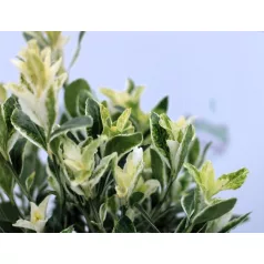 Japán kecskerágó Euonymus japonicus Pierrolino 20 cm