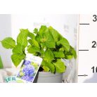 Kerti hortenzia Hydrangea macrophylla Blue C2