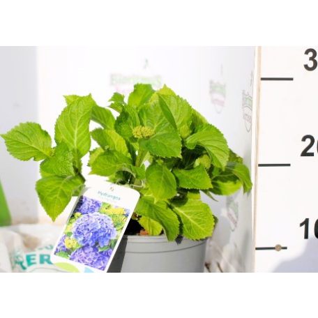 Kerti hortenzia Hydrangea macrophylla Blue C2