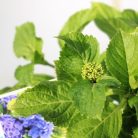 Kerti hortenzia Hydrangea macrophylla Blue C2