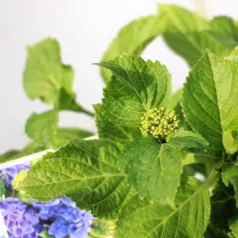 Kerti hortenzia Hydrangea macrophylla Blue C2