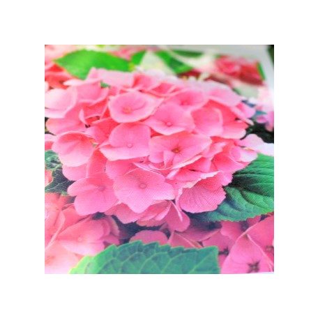 Kerti hortenzia Hydrangea macrophylla 30-40 cm
