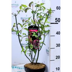   Himalájai dudváslonc Leycesteria formosa Purple Rain 40-50 cm