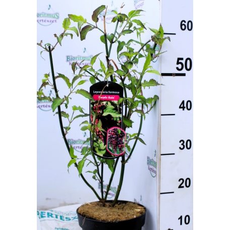 Himalájai dudváslonc Leycesteria formosa Purple Rain 40-50 cm