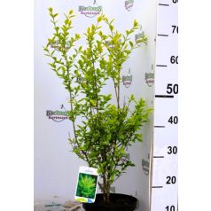   Aranytarka fagyal (Tarka levelű fagyal, Ovális levelű aranyfagyal) Ligustrum oval. Aureum 30-40 cm