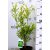Aranytarka fagyal (Tarka levelű fagyal, Ovális levelű aranyfagyal) Ligustrum oval. Aureum 30-40 cm
