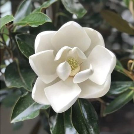Örökzöld liliomfa törpe növésű  Magnolia grandiflora Little Gem 80-90 cm