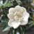 Örökzöld liliomfa törpe növésű  Magnolia grandiflora Little Gem 80-90 cm