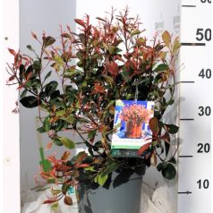 Korallberkenye Photinia fraseri Little Perfecta 30-40 c
