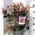 Korallberkenye Photinia fraseri Little Perfecta 30-40 c