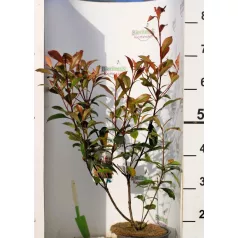 Korallberkenye Photinia x fraseri Carre Rouge 50-60 cm