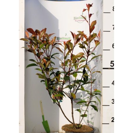Korallberkenye Photinia x fraseri Carre Rouge 50-60 cm