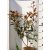 Korallberkenye Photinia x fraseri Carre Rouge 50-60 cm