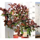 Korallberkenye Photinia fras. Magical Volcano 60-80 cm