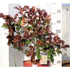 Korallberkenye Photinia fras. Magical Volcano 60-80 cm