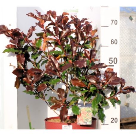 Korallberkenye Photinia fras. Magical Volcano 60-80 cm