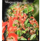 Korallberkenye Photinia fras. Magical Volcano 60-80 cm