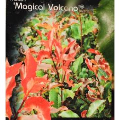 Korallberkenye Photinia fras. Magical Volcano 60-80 cm