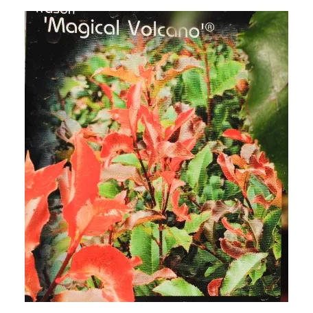 Korallberkenye Photinia fras. Magical Volcano 60-80 cm