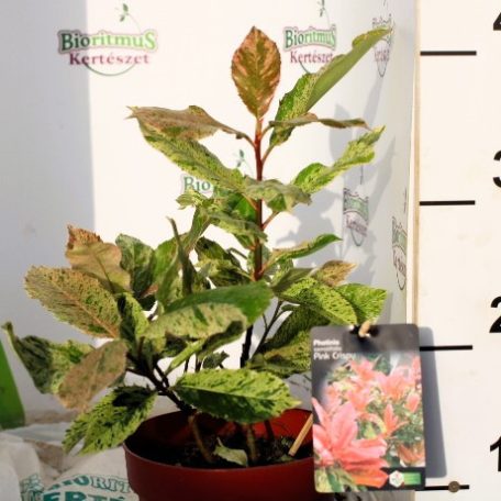 Tarka levelű korallberkenye Photinia serratifolia Pink Crispy 20-30