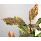 Tarka levelű korallberkenye Photinia serratifolia Pink Crispy 20-30